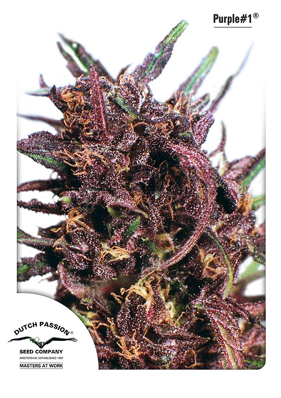 Purple #1 Dutch Passion