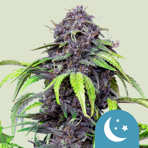 Purplematic CBD Royal Queen Seeds