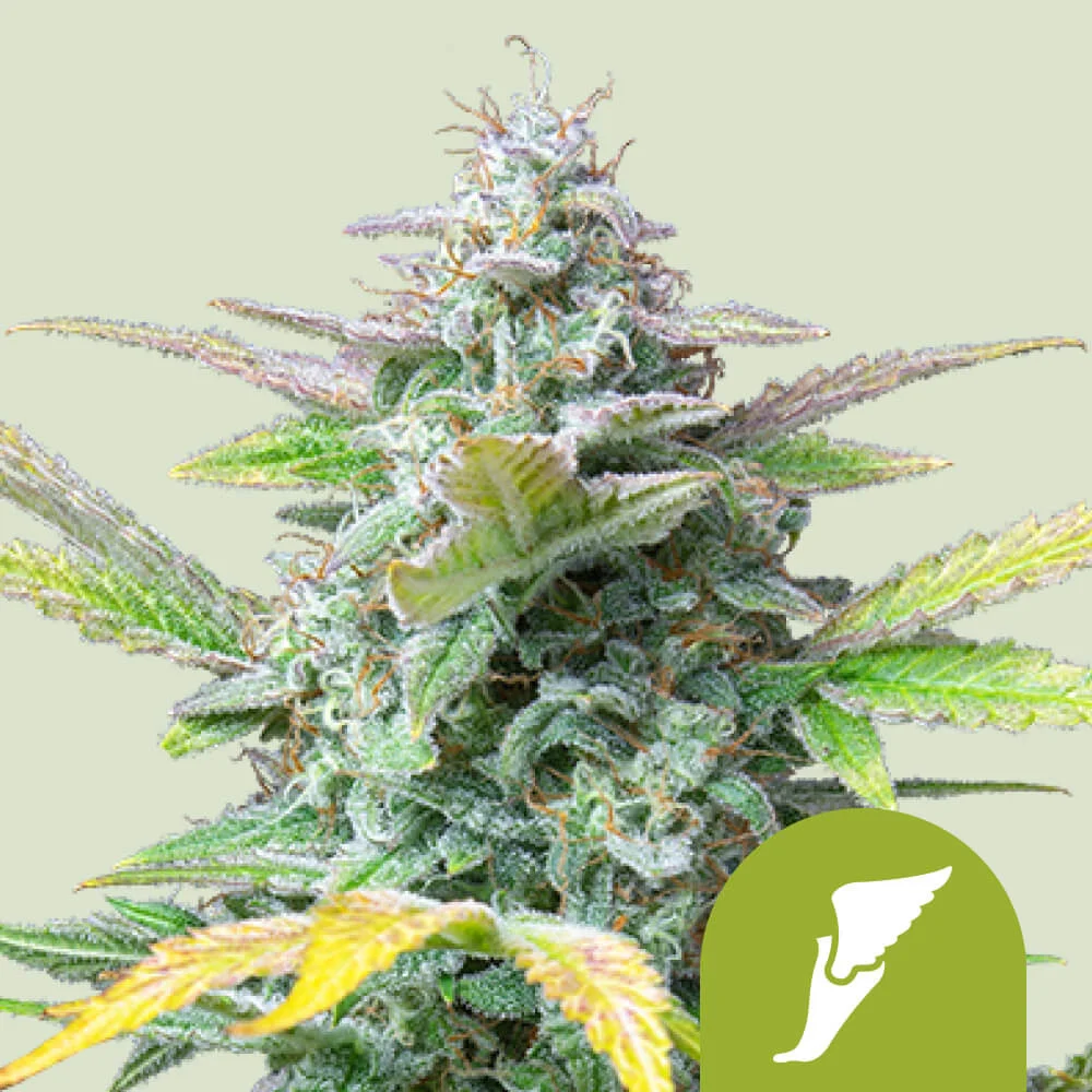 Quick One Auto Royal Queen Seeds