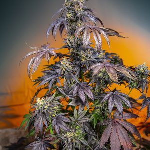 Red Gorilla Girl XL Auto Sweet Seeds