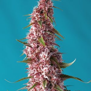 Red Pure Auto CBD