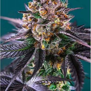 Red Strawberry Banana Auto