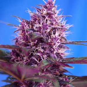 Auto Red Poison