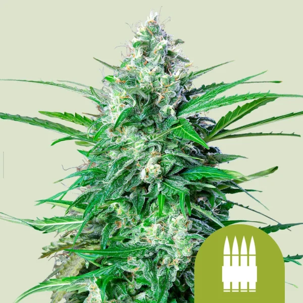 Royal AK Auto Royal Queen Seeds