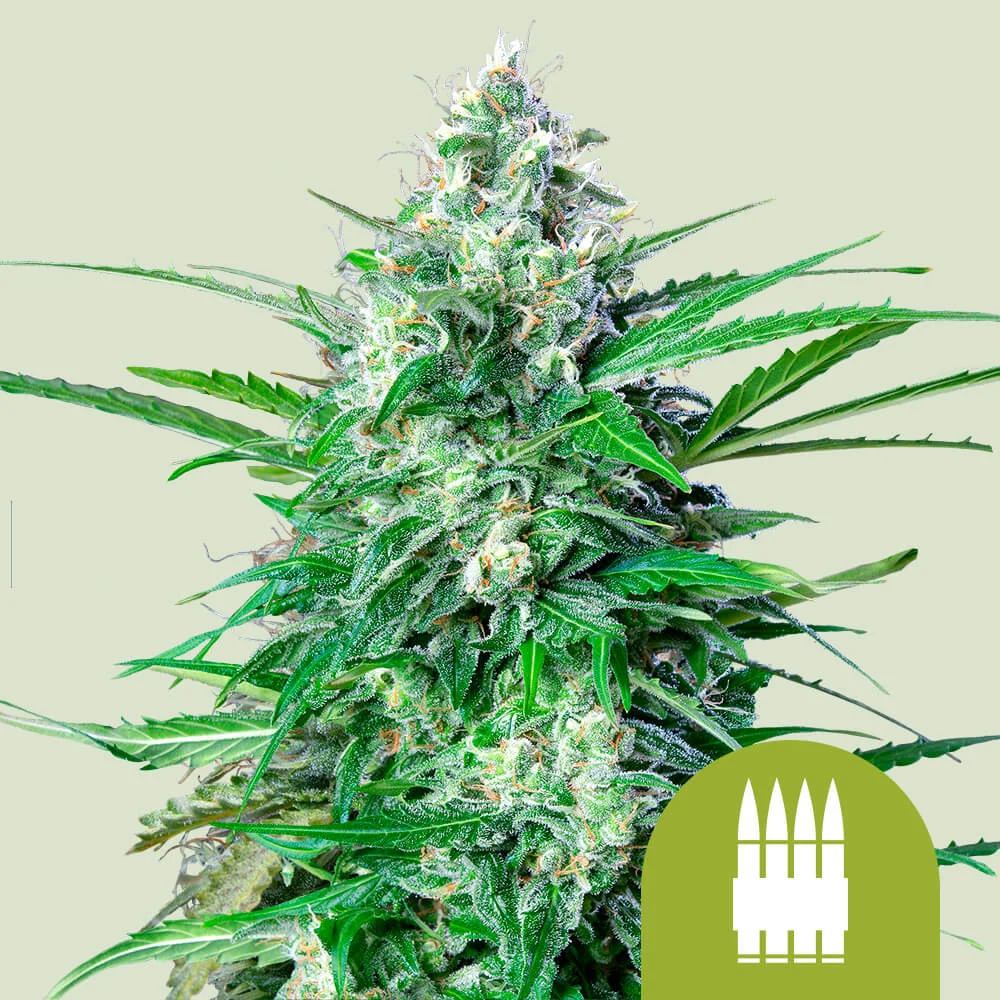 Royal AK Auto Royal Queen Seeds