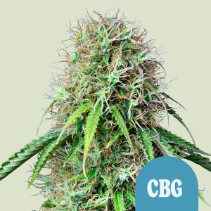 Royal CBG Auto rastlina z gostimi, smolnatimi cvetovi, bogata s CBG in CBD, kompaktna, idealna za indoor in outdoor gojenje, hitro cvetenje, jasen in sproščujoč učinek.