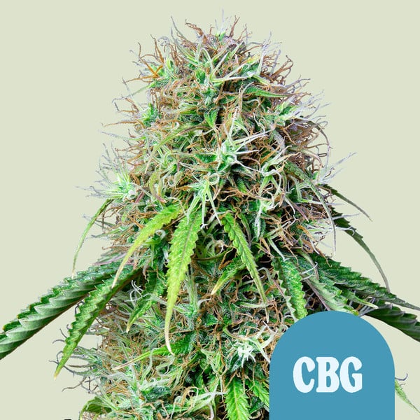 Royal CBG Auto Royal Queen Seeds