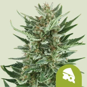 Royal Cheese Auto Royal Queen Seeds