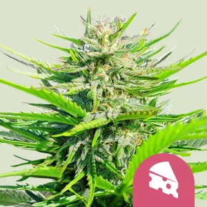 Royal Cheese Fast Flowering Royal Queen Seeds