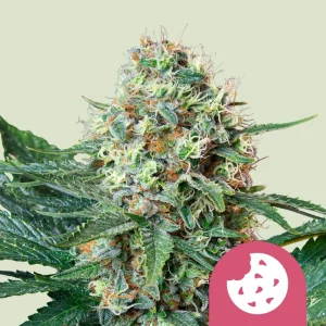 Royal Cookies Royal Queen Seeds