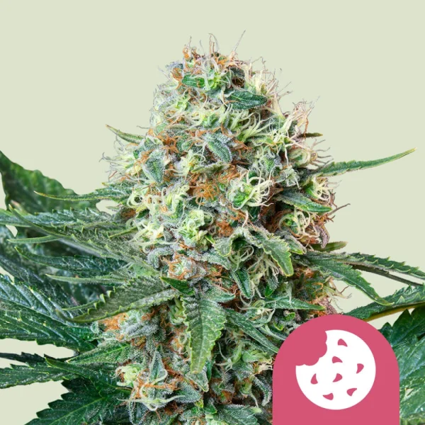 Royal Cookies Royal Queen Seeds