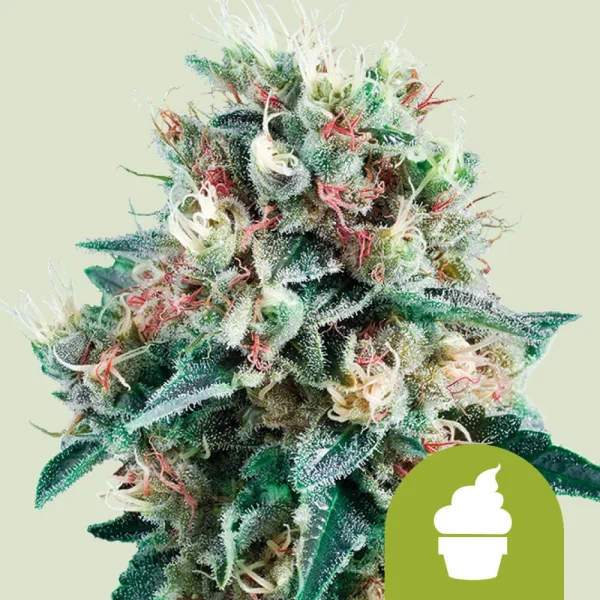 Royal Creamatic Auto Royal Queen Seeds