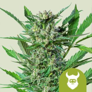 Royal Dwarf Auto Royal Queen Seeds