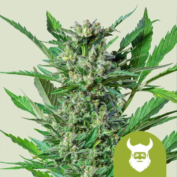 Royal Dwarf Auto Royal Queen Seeds