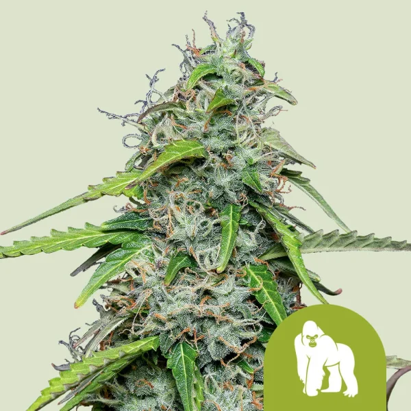 Royal Gorilla Auto Royal Queen Seeds