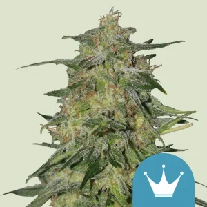 Royal Highness CBD Royal Queen Seeds