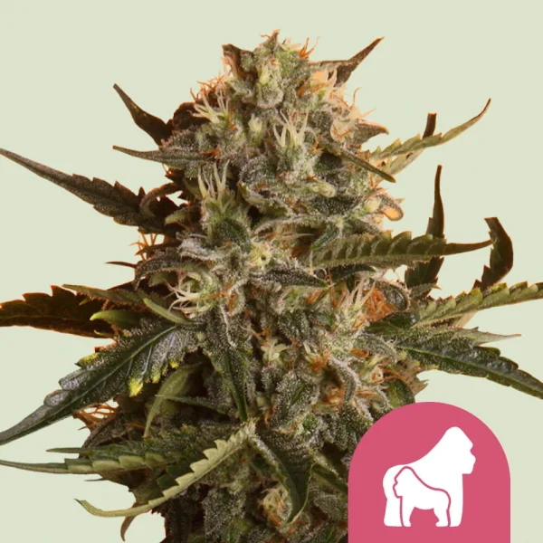 Mother Gorilla Royal Queen Seeds