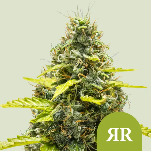 Royal Runtz Auto Royal Queen Seeds
