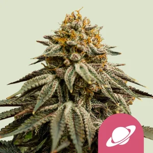 Royal Skywalker Royal Queen Seeds