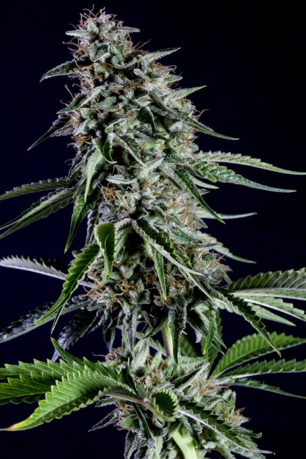 RS11 Rainbow Sherbert #11 – kompaktni smolnati cvetovi z oranžnimi pestiči in sadno-citrusnim aromatičnim profilom.