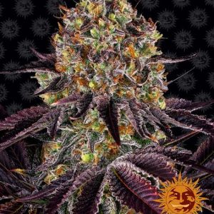 Runtz x Layer Cake Barney's Farm