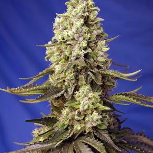Runtz XL Auto Sweet Seeds