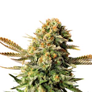 Kannabia Russian Doll – sativa-dominantna sorta iz semenske banke Kannabia z ruskimi koreninami