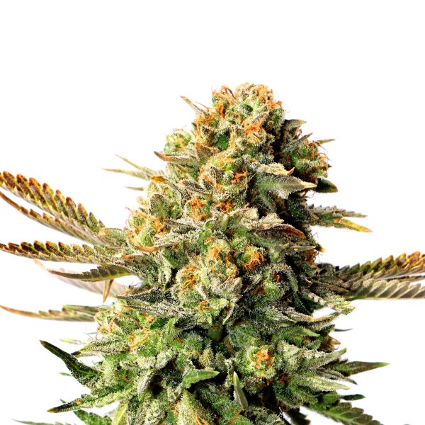 Kannabia Russian Doll – sativa-dominantna sorta iz semenske banke Kannabia z ruskimi koreninami