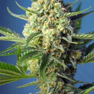 S.A.D. Auto Sweet Seeds