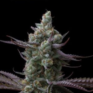 Sagrada Amnesia Seedstockers