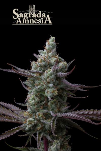 Sagrada Amnesia Seedstockers