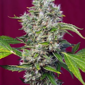 San Fernando Lemon Kush