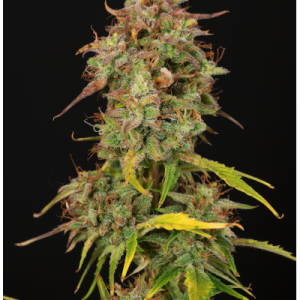 Santa Marta Haze Seedstockers