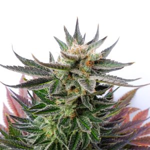 Kannabia Sativa Dream – sativa-dominantna feminirana sorta iz semenske banke Kannabia