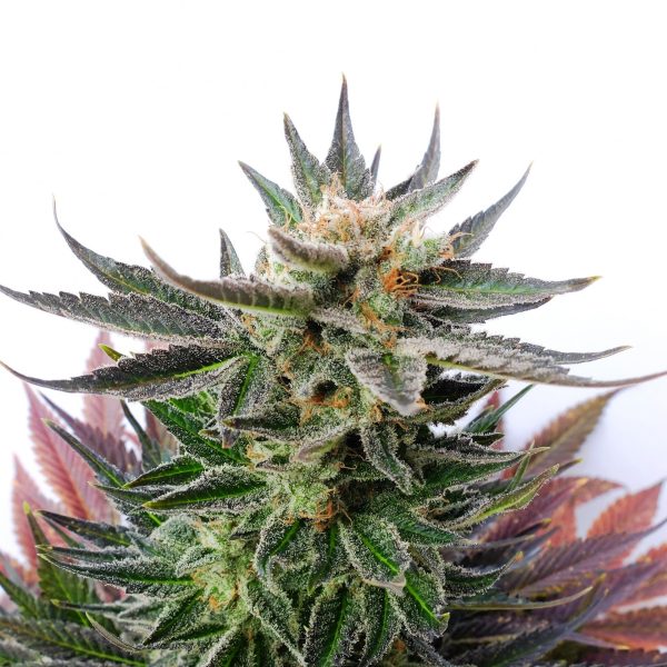 Kannabia Sativa Dream – sativa-dominantna feminirana sorta iz semenske banke Kannabia