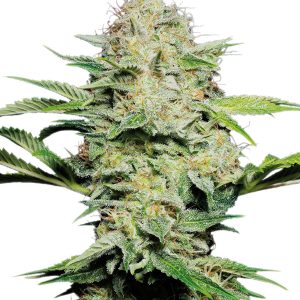 Sensi Skunk Automatic Sensi Seeds