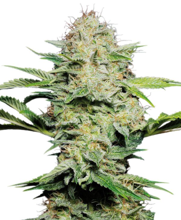 Sensi Skunk Automatic Sensi Seeds
