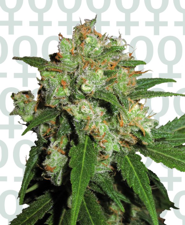 Sensi Skunk Sensi Seeds