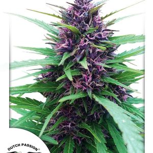 Shaman Dutch Passion