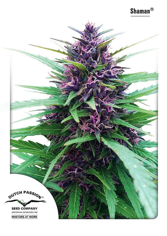 Shaman Dutch Passion