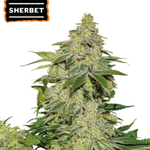 Sherbet Auto Seedstockers