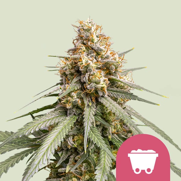 Shining Silver Haze Royal Queen Seeds
