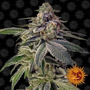 Shiskaberry Barney's Farm