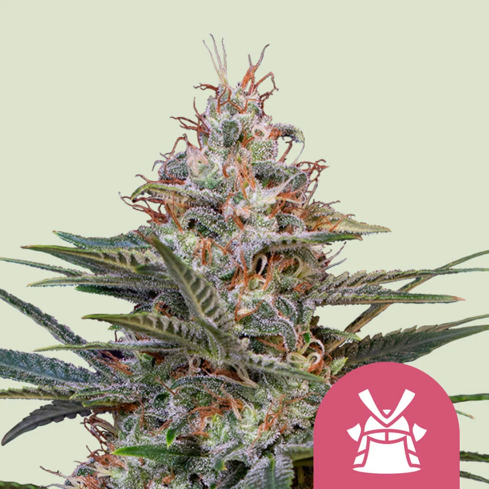 Shogun Royal Queen Seeds