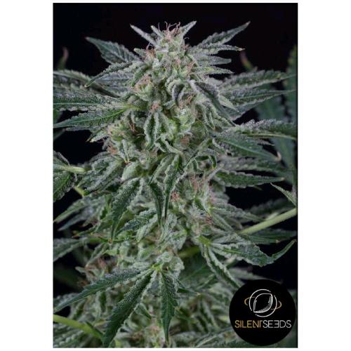 Critical Jack Auto Silent Seeds