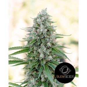 Critical Mango Silent Seeds