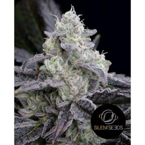 L.A. Vanilla Cake Silent Seeds