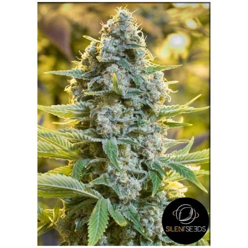 Moby Dick Silent Seeds