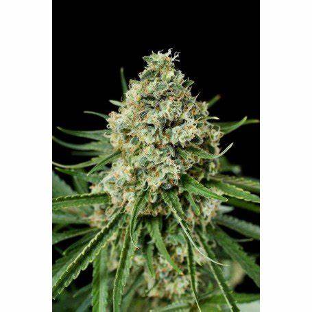 Critical+ 2.0 Silent Seeds