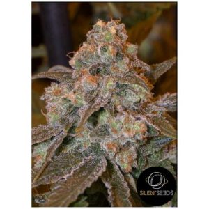 Gorilla Frost Silent Seeds